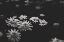 Load image into Gallery viewer, In Bloom